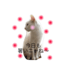 My cat Haku.（個別スタンプ：20）
