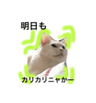 My cat Haku.（個別スタンプ：22）