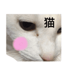 My cat Haku.（個別スタンプ：24）