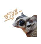 Sugar Glider Act（個別スタンプ：1）