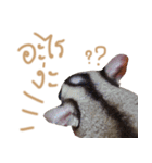 Sugar Glider Act（個別スタンプ：2）