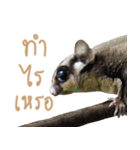 Sugar Glider Act（個別スタンプ：3）