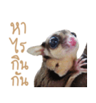 Sugar Glider Act（個別スタンプ：4）