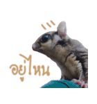 Sugar Glider Act（個別スタンプ：5）