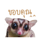 Sugar Glider Act（個別スタンプ：6）