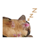 Sugar Glider Act（個別スタンプ：7）