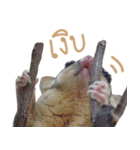 Sugar Glider Act（個別スタンプ：8）