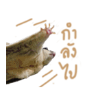 Sugar Glider Act（個別スタンプ：9）