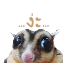 Sugar Glider Act（個別スタンプ：10）