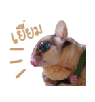 Sugar Glider Act（個別スタンプ：11）