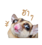 Sugar Glider Act（個別スタンプ：12）