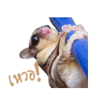 Sugar Glider Act（個別スタンプ：13）