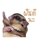 Sugar Glider Act（個別スタンプ：14）