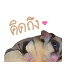 Sugar Glider Act（個別スタンプ：15）