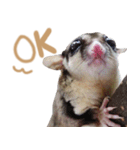 Sugar Glider Act（個別スタンプ：16）