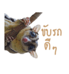 Sugar Glider Act（個別スタンプ：17）