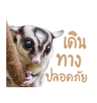Sugar Glider Act（個別スタンプ：18）