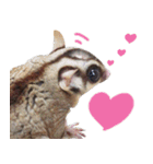 Sugar Glider Act（個別スタンプ：19）