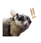 Sugar Glider Act（個別スタンプ：20）