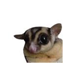 Sugar Glider Act（個別スタンプ：21）