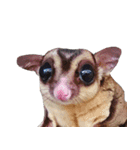 Sugar Glider Act（個別スタンプ：22）