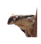 Sugar Glider Act（個別スタンプ：23）
