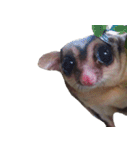 Sugar Glider Act（個別スタンプ：24）