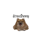 my dog and my puppy（個別スタンプ：1）