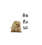 my dog and my puppy（個別スタンプ：6）