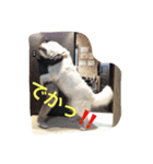 ジョリィ（個別スタンプ：4）