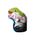 ジョリィ（個別スタンプ：6）