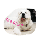 ジョリィ（個別スタンプ：7）