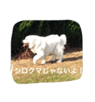 ジョリィ（個別スタンプ：8）