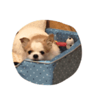 ワンわんソラ（個別スタンプ：5）