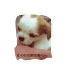 ワンわんソラ（個別スタンプ：7）