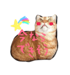 茶トラ猫にゃむ1（個別スタンプ：1）