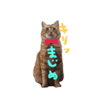 茶トラ猫にゃむ1（個別スタンプ：3）