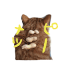 茶トラ猫にゃむ1（個別スタンプ：6）