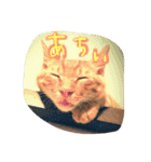 茶トラ猫にゃむ1（個別スタンプ：7）