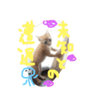 茶トラ猫にゃむ1（個別スタンプ：9）
