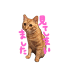 茶トラ猫にゃむ1（個別スタンプ：10）