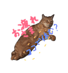 茶トラ猫にゃむ1（個別スタンプ：12）