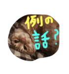 茶トラ猫にゃむ1（個別スタンプ：15）