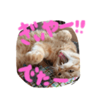 茶トラ猫にゃむ1（個別スタンプ：16）