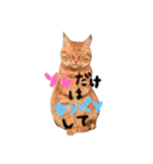茶トラ猫にゃむ1（個別スタンプ：19）