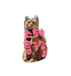 茶トラ猫にゃむ1（個別スタンプ：22）