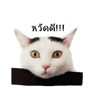 slave cat v.1（個別スタンプ：1）