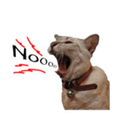 slave cat v.1（個別スタンプ：4）