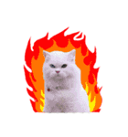 slave cat v.1（個別スタンプ：7）