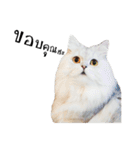 slave cat v.1（個別スタンプ：8）